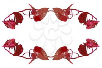 Oval shape frame made from red leafs isolated on white background.