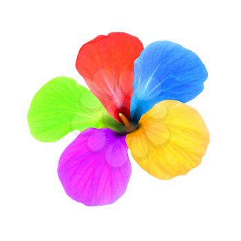 Multicolored flower taken closeup isolated on white background.
