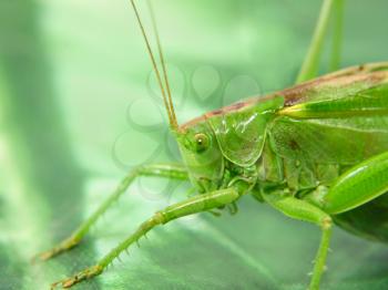 Green locust taken closeup.