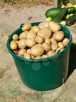 Potatoes in plastic green bucket on a ground.