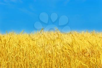 Bright yellow wheat ears on a field against blue sky.