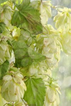 Green hop cones branch with leafs taken closeup.Beer production.