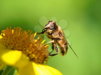 Bee on a yellow flower taken closeup.