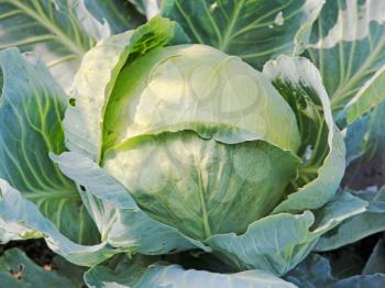 Ripe cabbage on a garden bed taken closeup.