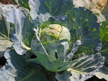 Ripe cabbage on a garden bed.
