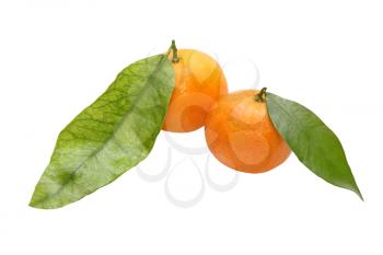 Two fresh tangerine with green leafes isolated on white background.