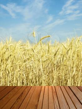 Brown timber surfase and ripe wheat ears against blue sky.