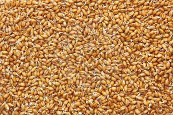 Germinated wheat grains taken closeup as food background.