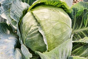 Cabbage on a garden bed taken closeup.