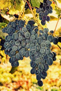 Blue ripe grape on a branch taken closeup.Toned image.