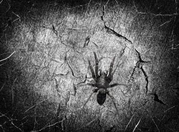 Black spider on monochrome grunge scratched texture.