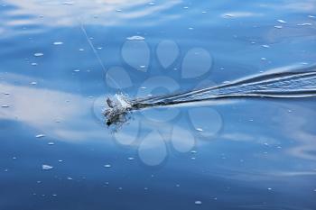 Catch of fish with water splash in blue sea water.