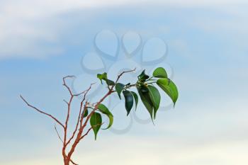 Branch of lemon tree with green leafes on blue sky background taken closeup.