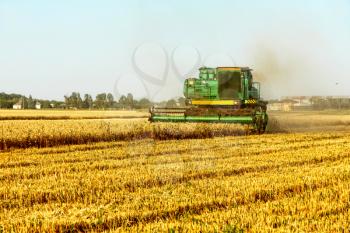 Combine harvester working in golden wheat field.