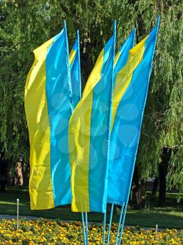 Lot of flags of Ukraine on green trees background.