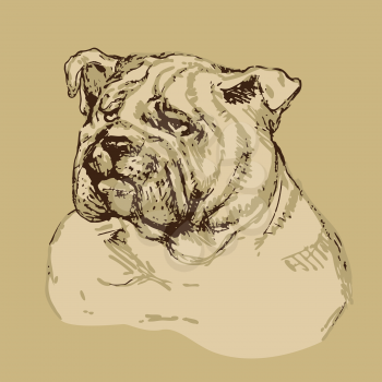 Bulldog head - hand drawn illustration -sketch in vintage style