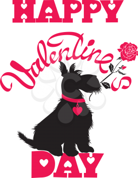 Holiday card. Calligraphic hand written text Happy Valentine s Day and scottish terrier dog silhouette with rose, isolated on white background. 