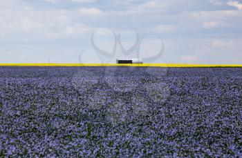 Flax and canola crop blue and yellow bloom Saskatchewan