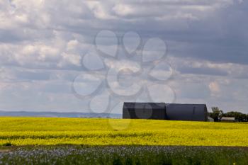 Flax and canola crop blue and yellow bloom Saskatchewan
