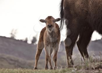 Yellowstone National Park Bison Buffalo and Baby Calf