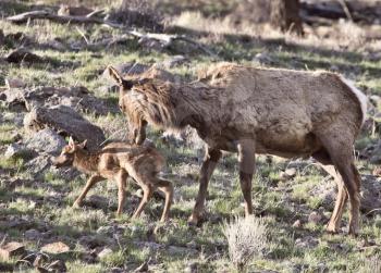 Yellowstone National Park Female Elk And Young Calf Baby