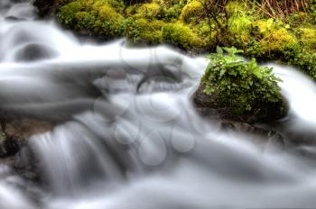 columbia river gorge Oregon blurred river ferns and lush