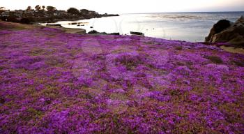 Monterey Coast California pink flowers rugged northern