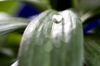 Close Up Water Drop on lily leaf