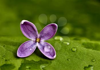 Close Up Lilac in studio macro water drops