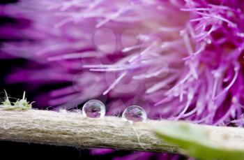 Thistle Close Up and water drops macro in studio