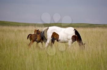 Horse mare and colt Saskatchewan Field beautiful