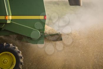 Combing Wheat in Saskatchewan Canada Swathes in rows