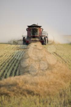 Combing Wheat in Saskatchewan Canada Swathes in rows