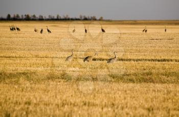 Sandhill Cranes in field during migration Canada