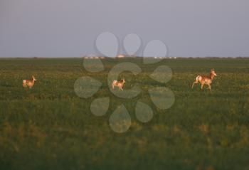 Pronghorn Antelope with two young in Prairie Field