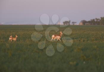 Pronghorn Antelope with two young in Prairie Field