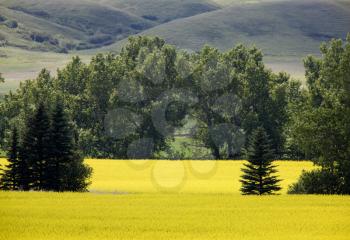 Canola Crop in Stewart Valley Saskatchewan Canada