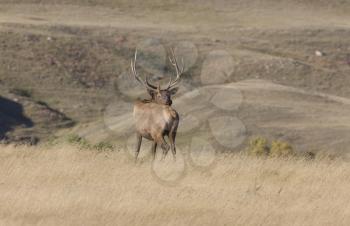 Bull Elk in a Saskatchewan Field grazing