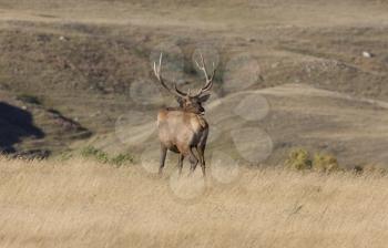 Bull Elk in a Saskatchewan Field grazing
