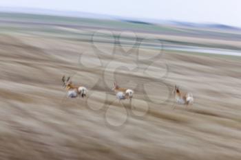 Pronghorn Antelope Running blurred panned Saskatchewan Canada