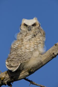 Great Horned Owl owlet perched in tree branch