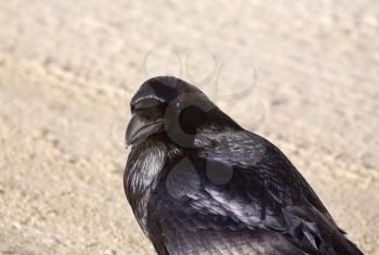 Raven Crow in snow winter Alberta Canada