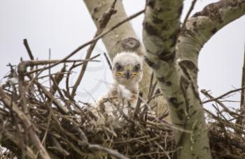 Baby Swainson Hawk in nest Saskatchewan Canada