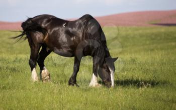 Horse in Pasture in Saskatchewan Canada prairie