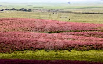 Pink flower alfalfa crop in Saskatchewan Canada scenic