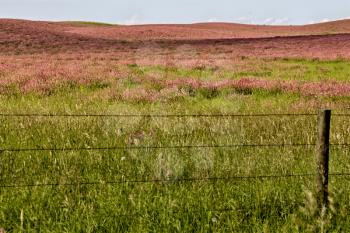 Pink flower alfalfa crop in Saskatchewan Canada