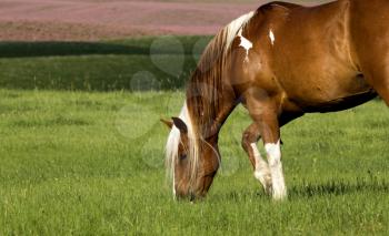 Horse in Pasture in Saskatchewan Canada prairie