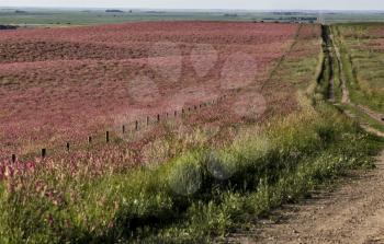 Pink flower alfalfa crop in Saskatchewan Canada