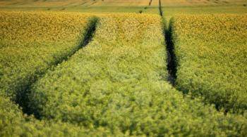 Wet tractor tire tracks in Saskatchewan Field`