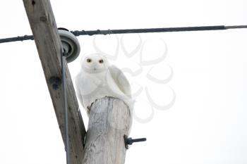 Snowy Owl in Saskatchewan Canada